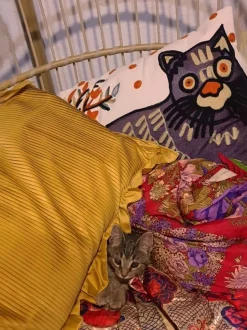 Beliani Koristetyyny Puuvilla Monivarinen Kirjailtu 50 X 50 Cm 2 Kpl Phusro Hot