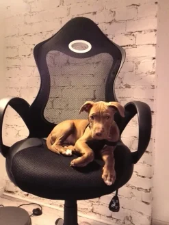 Beliani Tyotuoli Verkkokangas Musta Ichair Shop